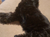 Gorgeous mini sheepadoodle puppy