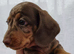 Miniature smooth haired dachshunds