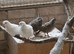 2026 California Quail. Cambridge.
