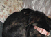 FEMALE 3 YEAR OLD LONG HAIRED DACSHUNDD ,, MEYO , NEEDS REHOMING ASAP.