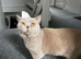 Stunning lilac BSH entire male GCCF active dna tested super sweet from toplines!