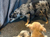 Cute puppies for sale