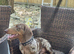 Dachshund Looking for His Forever Home