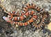Carolina Scaleless Corn Snake at Birmingham Reptiles