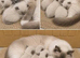 Beautiful male ragdoll kitten urgent