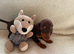 Rare coloured minature dachshund