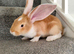 Pure bred baby Giant White Eared Continental Rabbits
