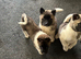I have seven gorgeous American Akita father pure bread