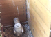 Pair of Snowy Owls for Sale