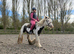 12.2/3hh 6 year old cob mare