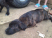 Mastiff mix