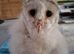 Young barn owl