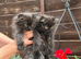 Persian kittens for sale