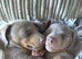 Stunning Dachshund Puppies