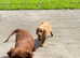 Cavapoo male available