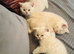 Gorgeous British shorthair kittens