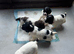 Gorgeous KC Springer Spaniel Puppies