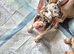 Beautiful french bulldog puppies