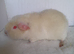 Teddy Guinea Pig sows