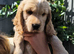 Rare Coloured Show-Type Cocker Spaniel Puppies