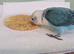 Hand reared DNA female Fischer lovebird