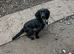 Beautiful Black & Blue roan Sprocker Bitch