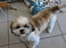 Shih tzu pupy