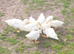 Hatching Eggs Aylesbury Ducks