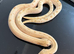 ABSOLUTELY AMAZING PAIR OF FROST CONDA HET LAVENDER HOGNOSE