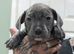 Blue staffies