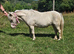 Stunning shetland mare