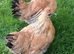 GOLD TOP hatching eggs SILKIE x LIGHT SUSSEX