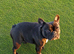 Micro French Bulldog