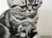 Bsh. Kittens looking for home.