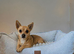 Jackrussell cross chihuahua for sale