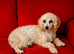 Toy poodle female