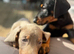 Doberman pup ready now