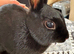Baby rabbits