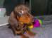 mini dachushund triplets 3 males