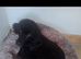 Black young adult male toy/mini poodle kc registered