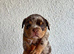 Bully&rsquo;s for sale