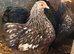 POL pekin bantam RARE coloured hens