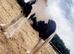 Jasper 2 year old gelding