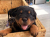 Pick of litter available world champion bloodlines