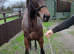 Bay yearling filly.