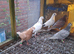 English high fly pigeons for sale