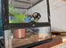 Mourning geckos