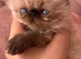 stunning Himalayan Persian Kittens