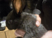 10 beautiful mixed breed rabbits