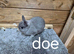 Netherland dwarf doe